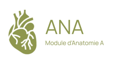 S2 - Module ANATOMIE A