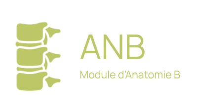 S2 - Module ANATOMIE B